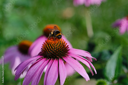 Bumblebee on a pink flower echinacea. Insects frolic on colorful flowers to suck nectar. Shallow depth of field