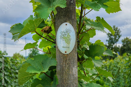 Canvastavla Vine plants with a Riesling sign on a vineyard
