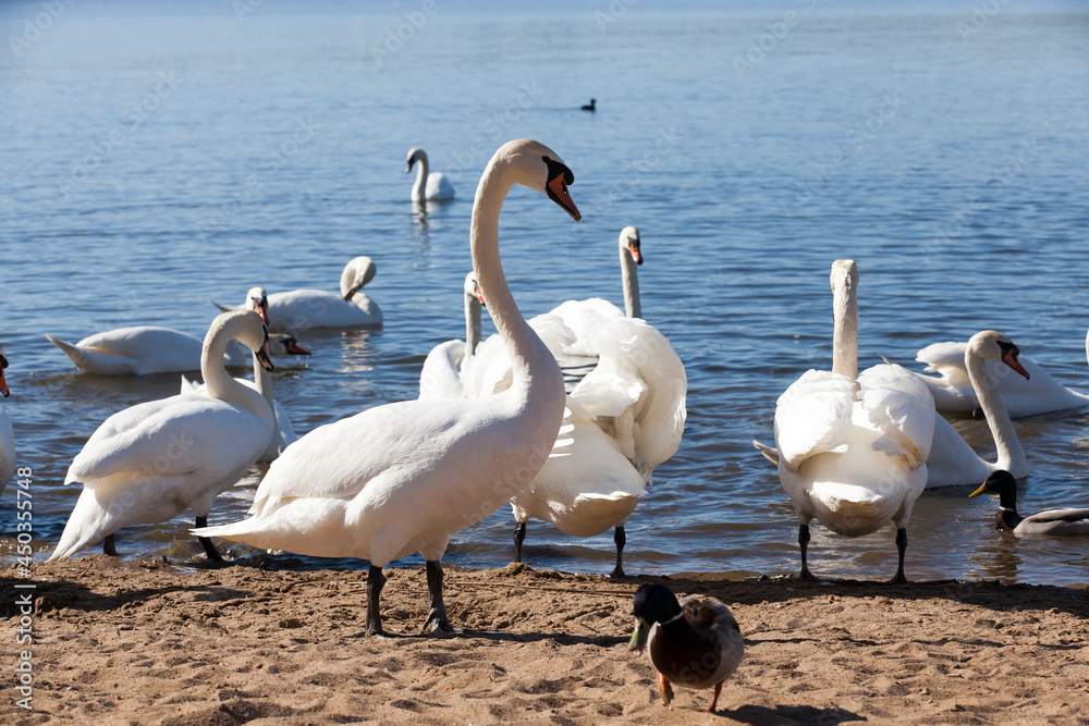 beautiful waterfowl group Swan bird on the lake in spring beautiful waterfowl group Swan bird on the lake in spring