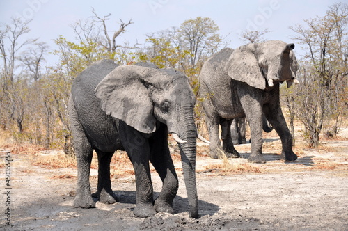 Two african elephants in natural habitat  Chobe national park  Botswana