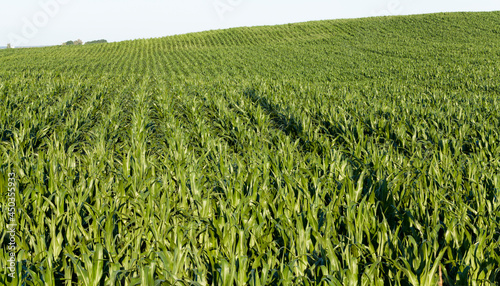 green fresh corn in the field for agricultural food