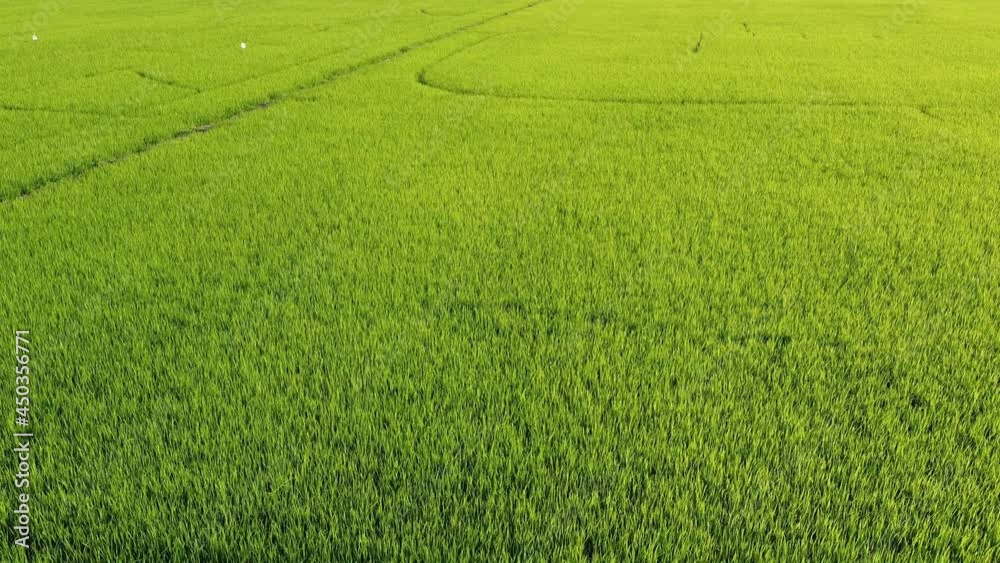 Aerial view, low flying over paddy field. Aerial view, low flying over paddy field.