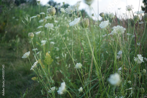 White wildflower-Wild carrot, birds nest, daucus carota     
