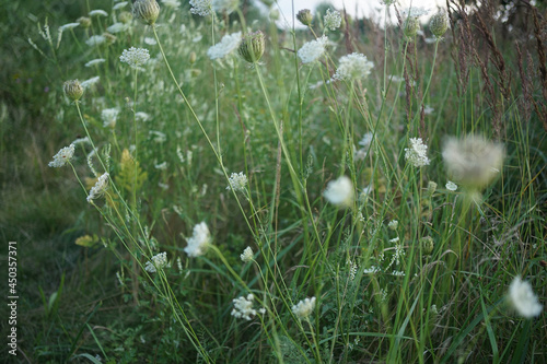 White wildflower-Wild carrot, birds nest, daucus carota     