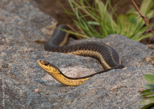 A Common Garter Snake (Thamnophis sirtalis) on a rock in Algonquin Park 