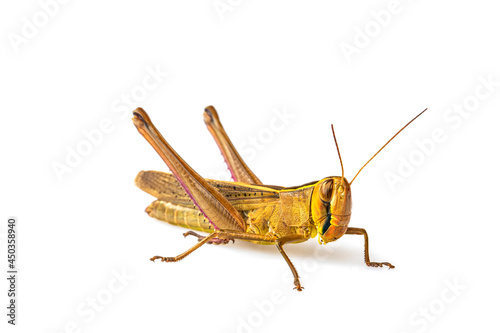 The brown grasshopper isolated on white background. © Nakornthai