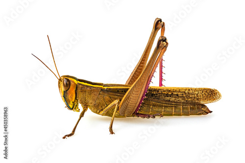 The brown grasshopper isolated on white background.