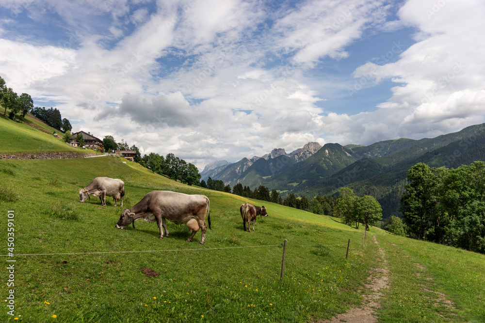 Gray cows on the alpine pasture in summer