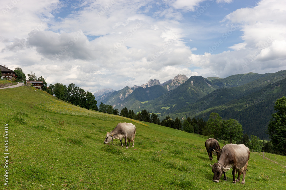 Gray cows on the alpine pasture in summer