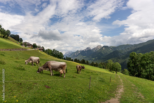 Gray cows on the alpine pasture in summer © kelifamily