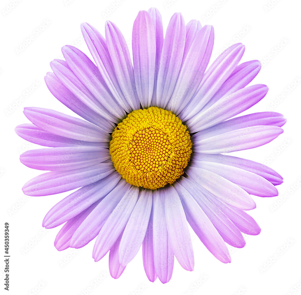 Purple  chamomile flower  on white isolated background with clipping path. Closeup. For design. Nature.