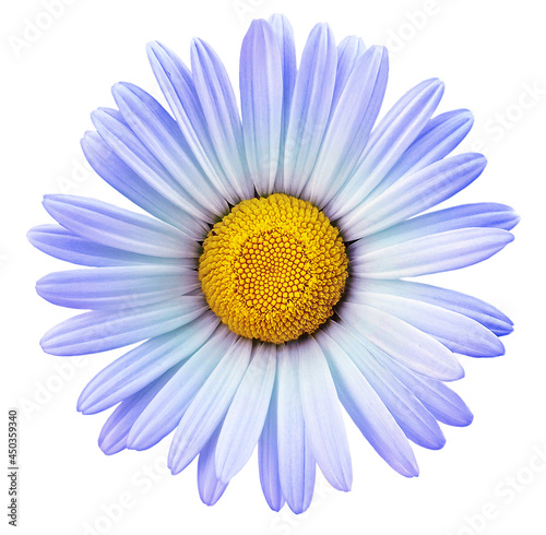 Blue  chamomile flower  on white isolated background with clipping path. Closeup. For design. Nature.