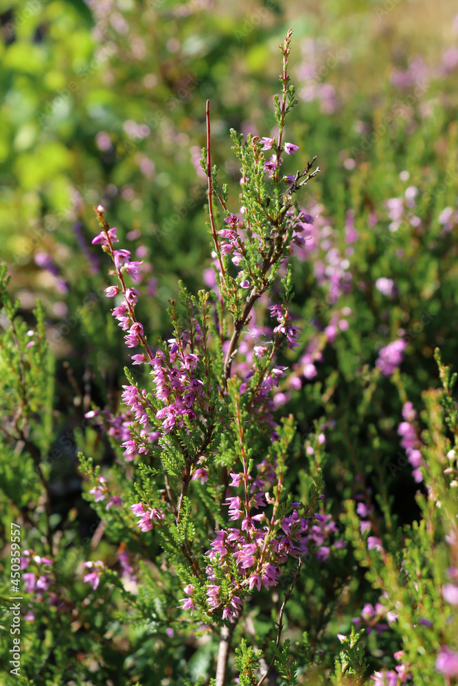 Obraz premium Close-up to eather in sunlight in summer forest