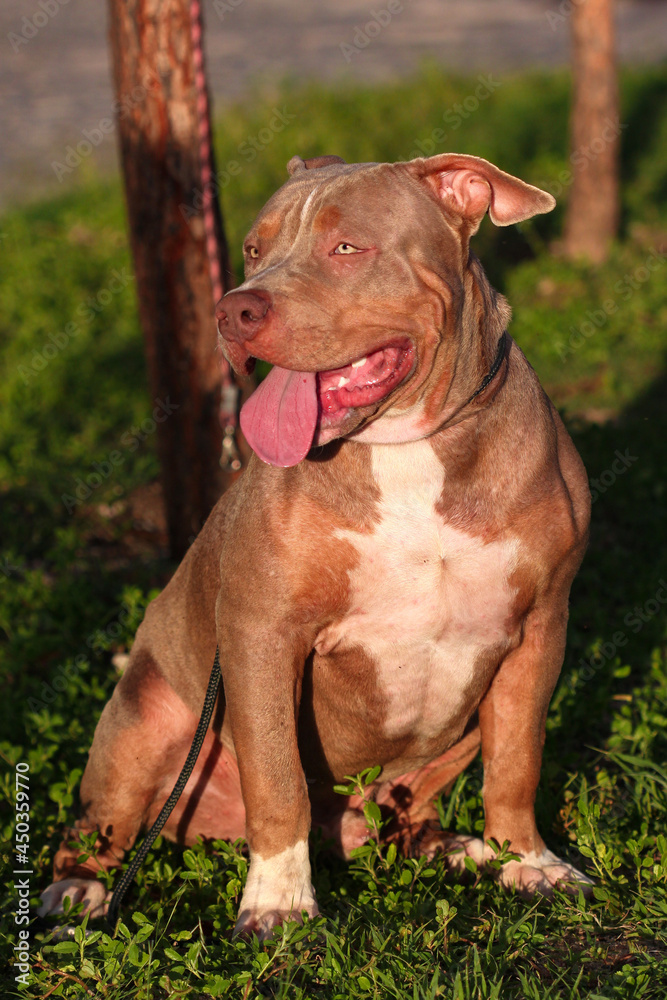 Brazilian pit monster dog being photographed in a green area