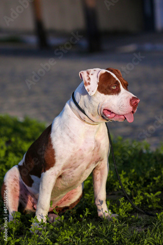 Brazilian pit monster dog being photographed in a green area