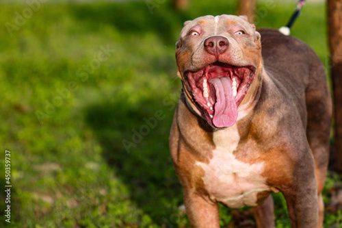 Brazilian pit monster dog being photographed in a green area