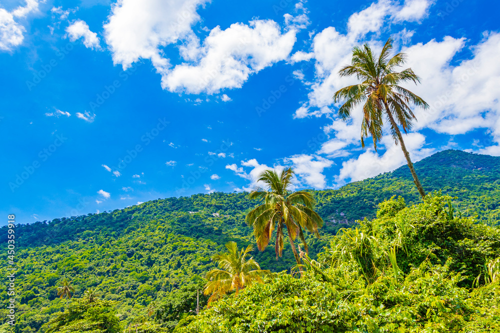 Nature with palm trees of tropical island Ilha Grande Brazil.