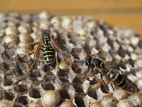 Wasp nest and two wasps. Dangerous insect. Unpleasant neighbor. Allergy to wasp stings