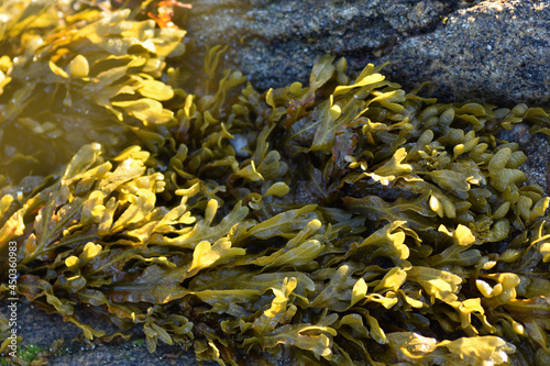 Obraz na plátně Horizontal photo of seaweed and rock fucus spiralis zoom seaside