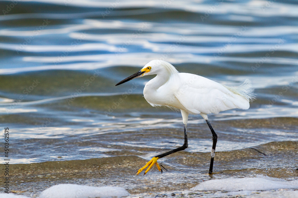 Snowy Egret wading on shore line Snowy Egret wading on shore line