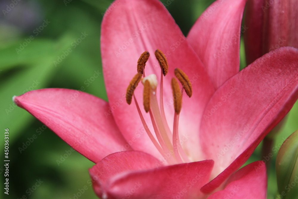 Lily, (genus Lilium) a species of herbaceous flowering plant of the family Liliaceae, Lily, (genus Lilium) a species of herbaceous flowering plant of the family Liliaceae,