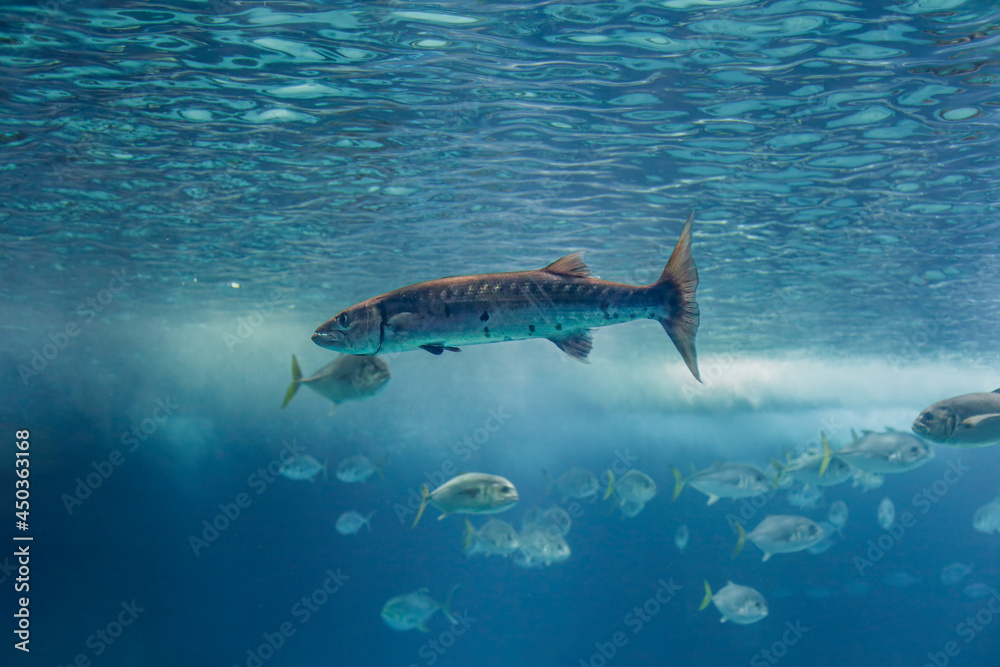 Obraz premium Soft backlit barracuda