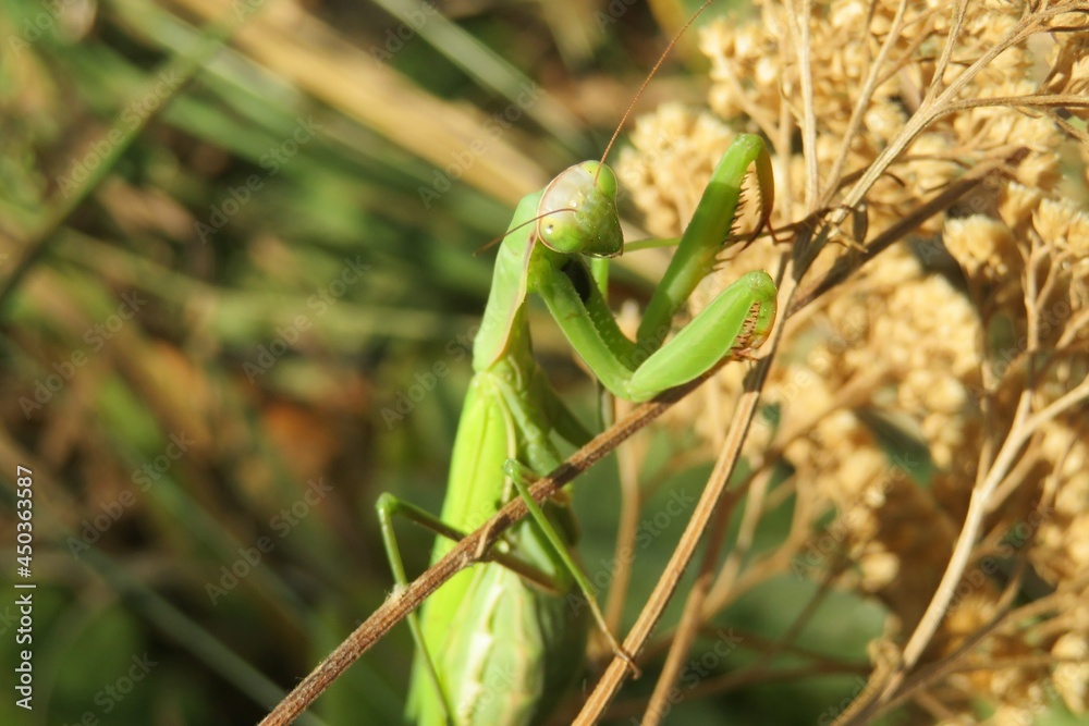 Green mantis on yarrow plant in autumn garden, closeup Green mantis on yarrow plant in autumn garden, closeup
