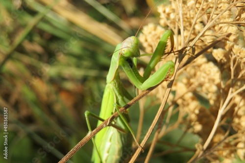Praying mantis on the yarrow plant in autumn garden, closeup