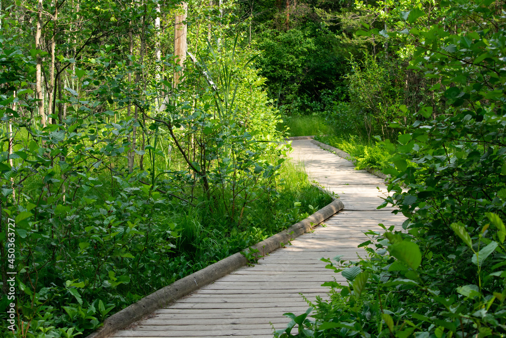 Wooden Pathway into the Forest. Horizontal and vertical chops of wood made into a pathway in the forest for travelers's and park goers's easy and smooth walks and treks. Wooden Pathway into the Forest. Horizontal and vertical chops of wood made into a pathway in the forest for travelers's and park goers's easy and smooth walks and treks.