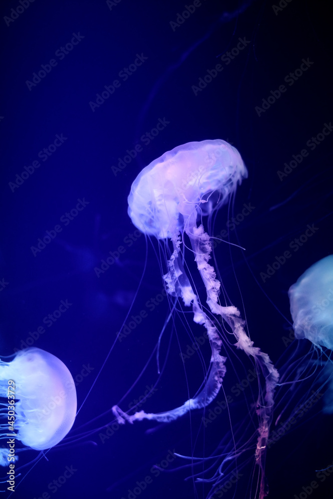 blurred glowing jellyfishes swimming in aquarium blurred glowing jellyfishes swimming in aquarium