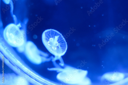 blurred small jellyfishes in tank