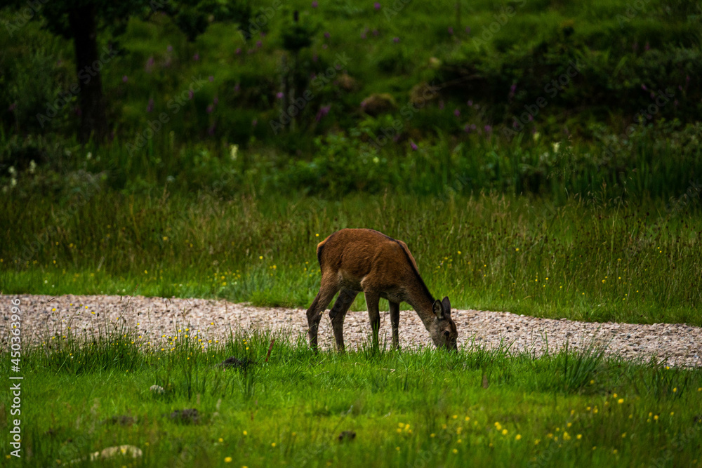 A female Red Deer grazing on the short park grass.