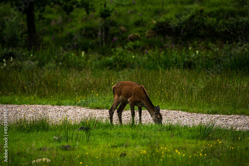 Obraz na płótnie A female Red Deer grazing on the short park grass.
w salonie