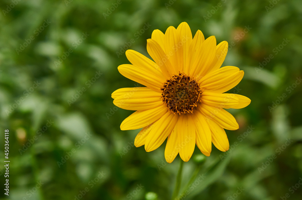 Rudbeckia big yellow flower in the garden Rudbeckia big yellow flower in the garden