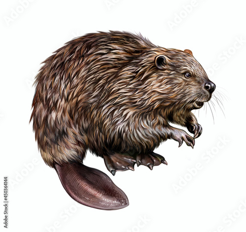 The North American beaver (Castor canadensis)