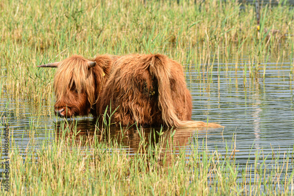 Tiere aus der Landwirtschaft in der Natur Stock Photo | Adobe Stock
