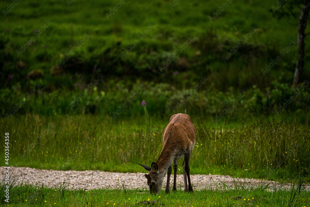 A female Red Deer grazing on the short park grass.