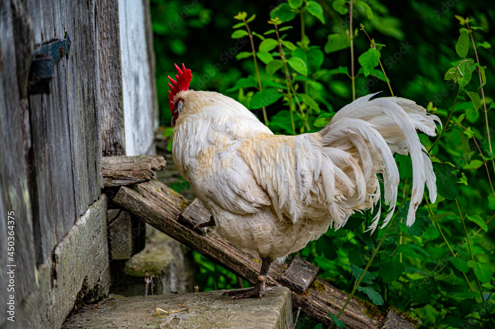 Tiere aus der Landwirtschaft in der Natur Stock Photo | Adobe Stock