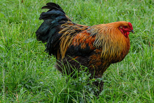 Tiere aus der Landwirtschaft in der Natur