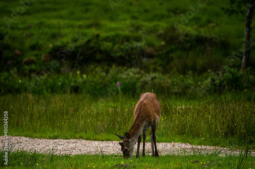 Obraz na płótnie A female Red Deer grazing on the short park grass.
w salonie