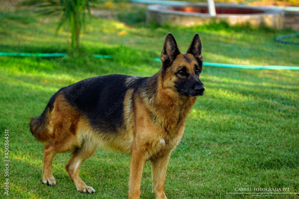 German shepherd dog playing and running in a green area. German shepherd dog playing and running in a green area.