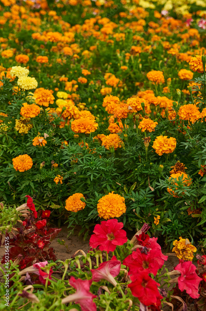 Yellow and orange tagetes on the field