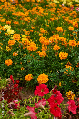 Yellow and orange tagetes on the field