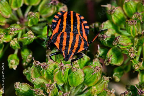 Striped bug