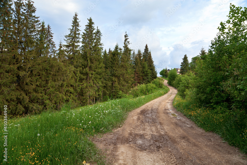 Road in the spruce tree forest. Ukraine, Carpathians.