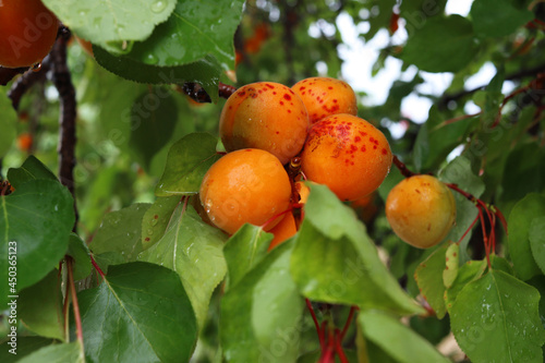 Juicy ripe apricots among green foliage. Fruit grown in our own garden. Eco-friendly farm products