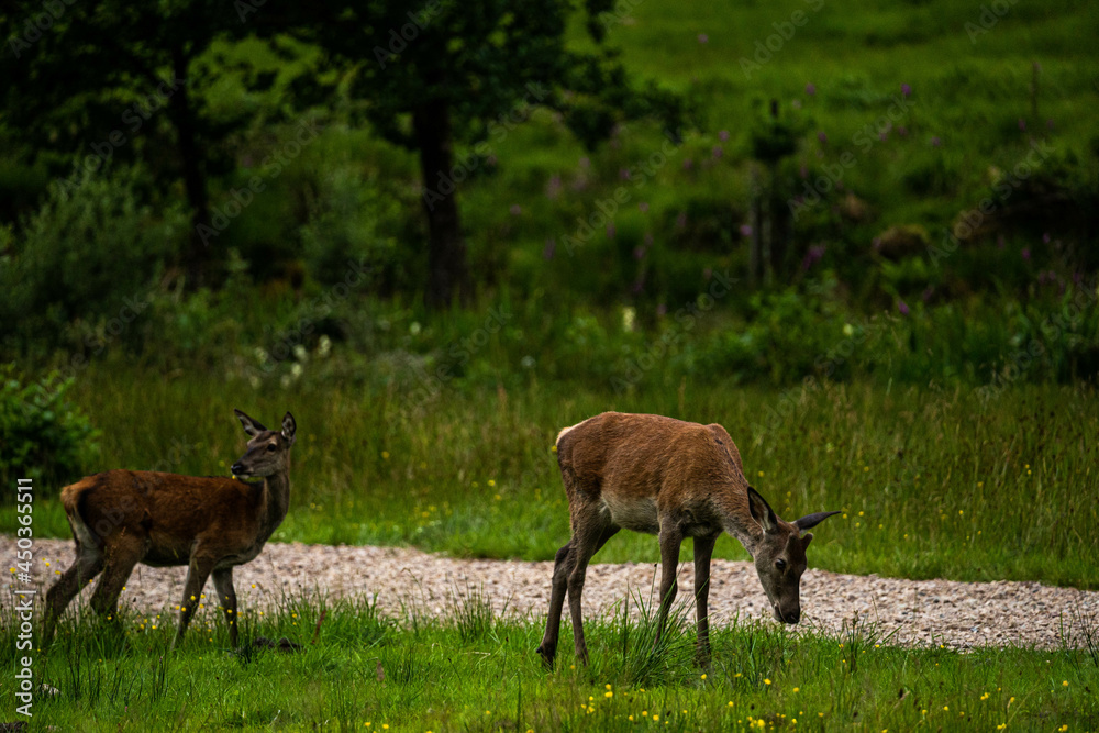 A pair of young red deer posing on the lawn of a deer nursery in the rays of the evening sun
A pair of young red deer posing on the lawn of a deer nursery in the rays of the evening sun