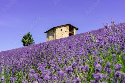 Beautiful closeup lavender field landscape in summer