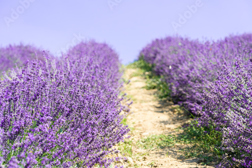 Beautiful closeup lavender field summer landscape