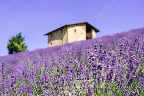 Beautiful closeup of bushes of purple lavender flowers in summer